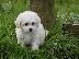 PoulaTo: Bichon frise puppy